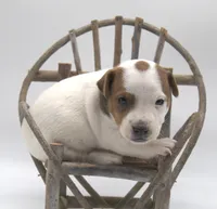 Scout, a female Jack Russell Terrier for sale in Riverside, CA – 3 of 9