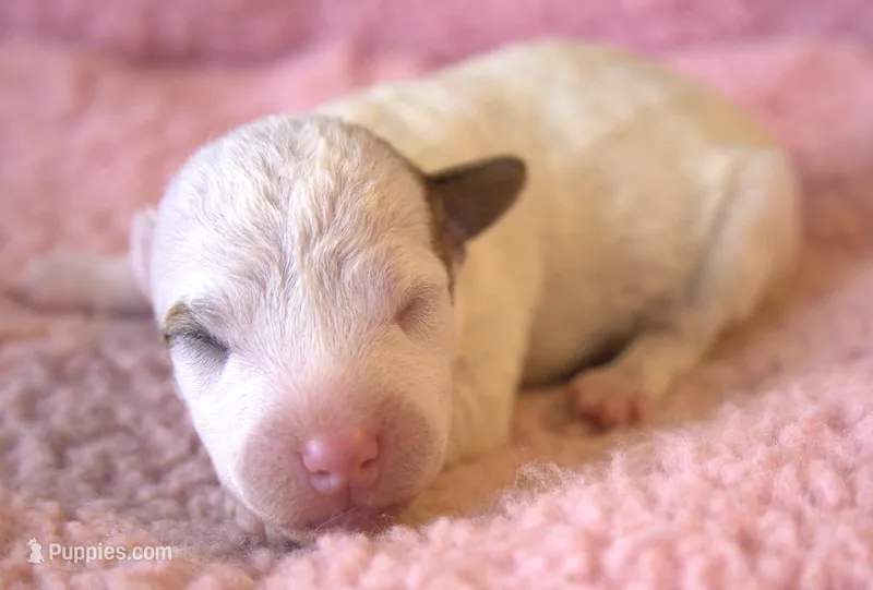 Rylee – Parson Russell Terrier puppy on hold in Riverside, CA