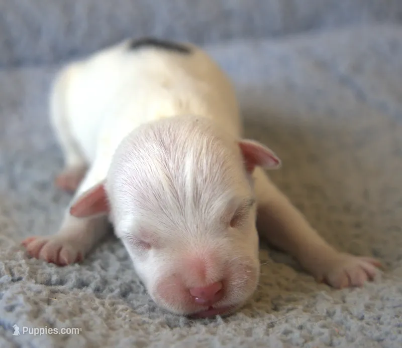 Jonas – Jack Russell Terrier puppy for sale in Riverside, CA