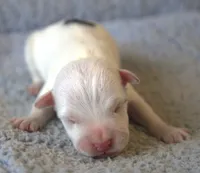 Jonas, a male Jack Russell Terrier for sale in Riverside, CA – 1 of 10