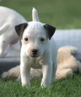 Decker, a male Parson Russell Terrier for sale in Riverside, CA – 2 of 10