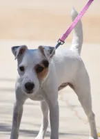 Jupiter, a male Parson Russell Terrier for sale in Riverside, CA – 8 of 9