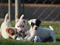 Griffin, a male Parson Russell Terrier for sale in Riverside, CA – 4 of 10