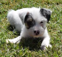 Fritz, a male Parson Russell Terrier for sale in Riverside, CA – 4 of 10