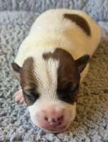 Enzo, a male Jack Russell Terrier for sale in Riverside, CA – Photo 1 of 10