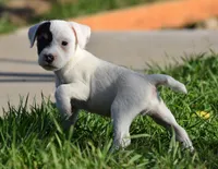 Patrick, a male Parson Russell Terrier for sale in Riverside, CA – 3 of 10