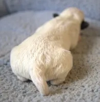 Decker, a male Parson Russell Terrier for sale in Riverside, CA – 4 of 10