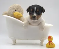 Molly, a female Jack Russell Terrier for sale in Riverside, CA – 3 of 10