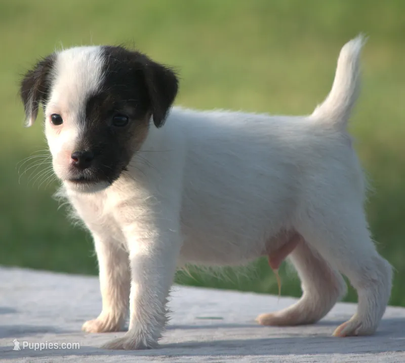 Diego – Jack Russell Terrier puppy for sale in Riverside, CA