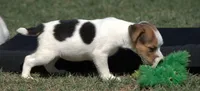 Ready Now!, a female Jack Russell Terrier for sale in Riverside, CA – 8 of 10