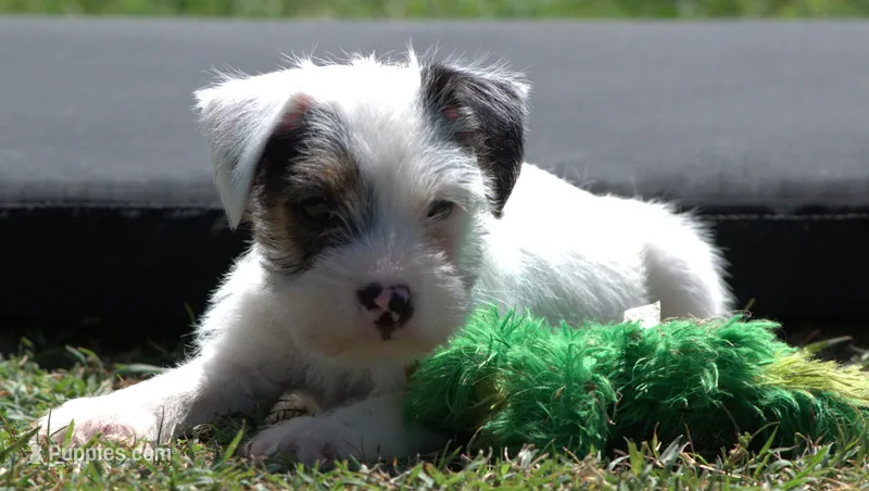 Fritz – Parson Russell Terrier puppy for sale in Riverside, CA
