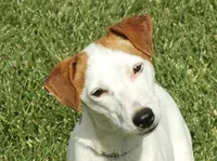 Whitney, a female Jack Russell Terrier for sale in Riverside, CA – 9 of 10
