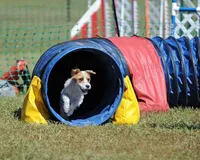Prince, a male Parson Russell Terrier for sale in Riverside, CA – Photo 10 of 10