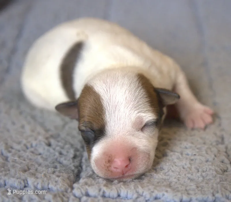 Prince – Parson Russell Terrier puppy for sale in Riverside, CA