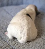 Prince, a male Parson Russell Terrier for sale in Riverside, CA – Photo 4 of 10