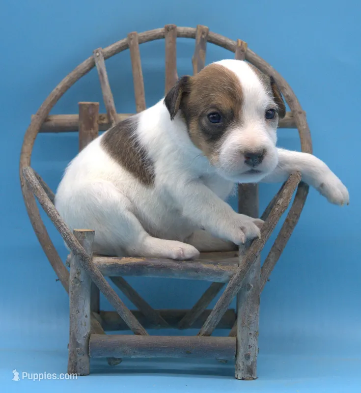 Prince – Parson Russell Terrier puppy for sale in Riverside, CA