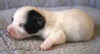 Atticus, a male Parson Russell Terrier for sale in Riverside, CA – 3 of 9