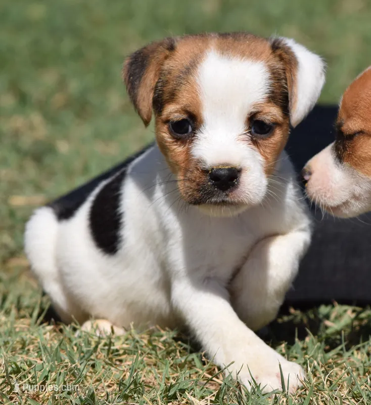 Ready Now! – Jack Russell Terrier puppy for sale in Riverside, CA