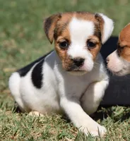 Ready Now!, a female Jack Russell Terrier for sale in Riverside, CA – 1 of 10