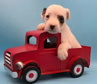 Izzy, a female Jack Russell Terrier for sale in Riverside, CA – 3 of 10