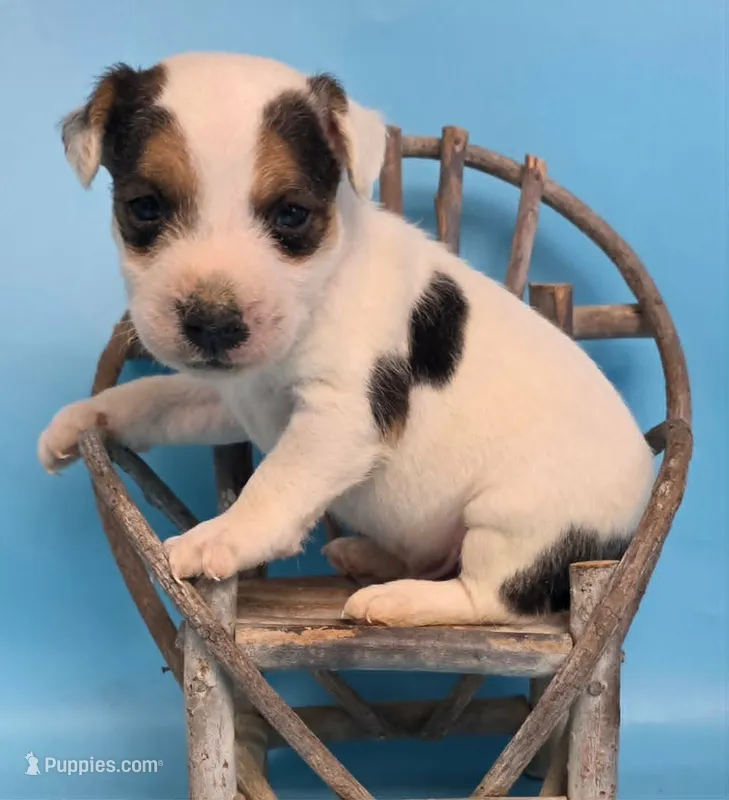 Radar – Parson Russell Terrier puppy for sale in Riverside, CA