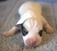 Raider, a male Jack Russell Terrier for sale in Riverside, CA – 1 of 9