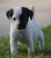 Diego, a male Jack Russell Terrier for sale in Riverside, CA – 3 of 10