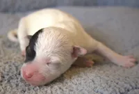 Dug, a male Parson Russell Terrier for sale in Riverside, CA – 3 of 10