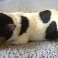 Wallace, a male Jack Russell Terrier for sale in Riverside, CA – Photo 3 of 10