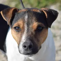 Wallace, a male Jack Russell Terrier for sale in Riverside, CA – Photo 6 of 10