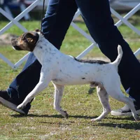 Wallace, a male Jack Russell Terrier for sale in Riverside, CA – Photo 9 of 10