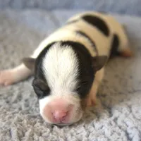 Wallace, a male Jack Russell Terrier for sale in Riverside, CA – Photo 1 of 10