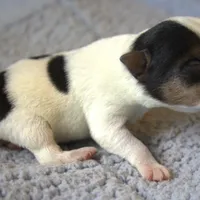 Wallace, a male Jack Russell Terrier for sale in Riverside, CA – Photo 2 of 10