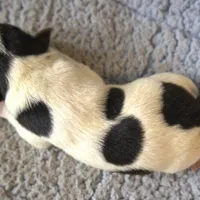 Wallace, a male Jack Russell Terrier for sale in Riverside, CA – Photo 4 of 10