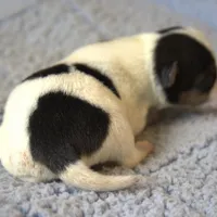 Wallace, a male Jack Russell Terrier for sale in Riverside, CA – Photo 5 of 10