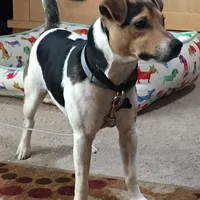 Wallace, a male Jack Russell Terrier for sale in Riverside, CA – Photo 10 of 10