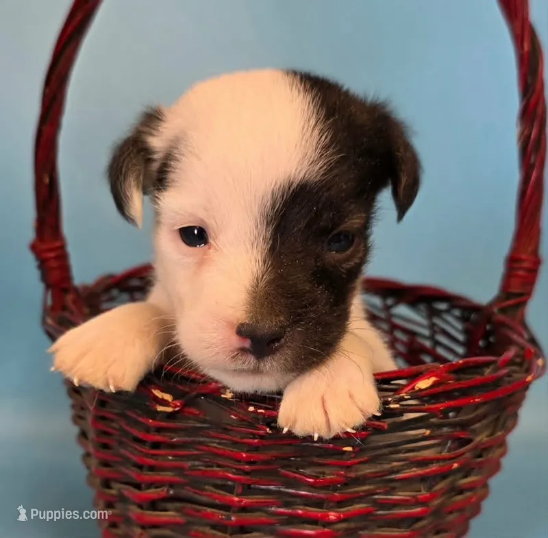 Diego – Jack Russell Terrier puppy for sale in Riverside, CA