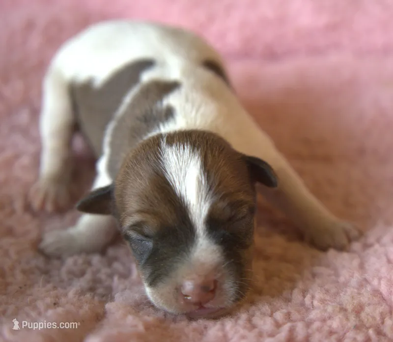 Mocha – Jack Russell Terrier puppy for sale in Riverside, CA