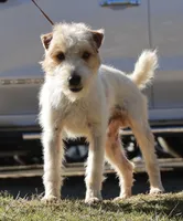 Due July 3rd, a  Jack Russell Terrier for sale in Riverside, CA – 3 of 6