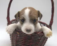 Penelope, a female Parson Russell Terrier for sale in Riverside, CA – 4 of 9