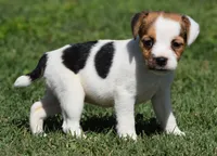 Ready Now!, a female Jack Russell Terrier for sale in Riverside, CA – 4 of 10