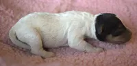 Molly, a female Jack Russell Terrier for sale in Riverside, CA – 4 of 10