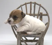 Bullet, a male Jack Russell Terrier for sale in Riverside, CA – 5 of 9