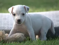 Drake, a male Jack Russell Terrier for sale in Riverside, CA – 2 of 10