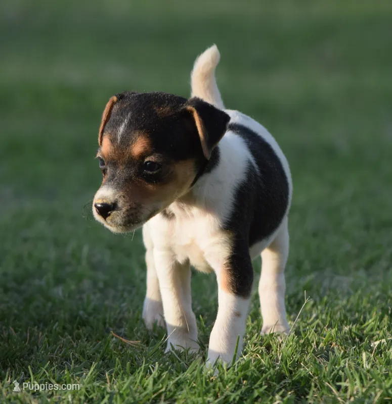 Bubbles – Jack Russell Terrier puppy for sale in Riverside, CA
