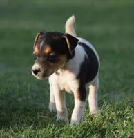 Bubbles, a female Jack Russell Terrier for sale in Riverside, CA – 1 of 10
