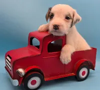 Iggy, a male Jack Russell Terrier for sale in Riverside, CA – 4 of 10