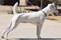 Jax, a male Jack Russell Terrier for sale in Riverside, CA – 9 of 10