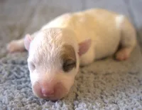 Rebel, a male Jack Russell Terrier for sale in Riverside, CA – 2 of 10