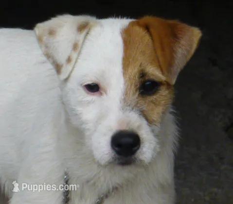 Due October 10th – Parson Russell Terrier puppy for sale in Riverside, CA